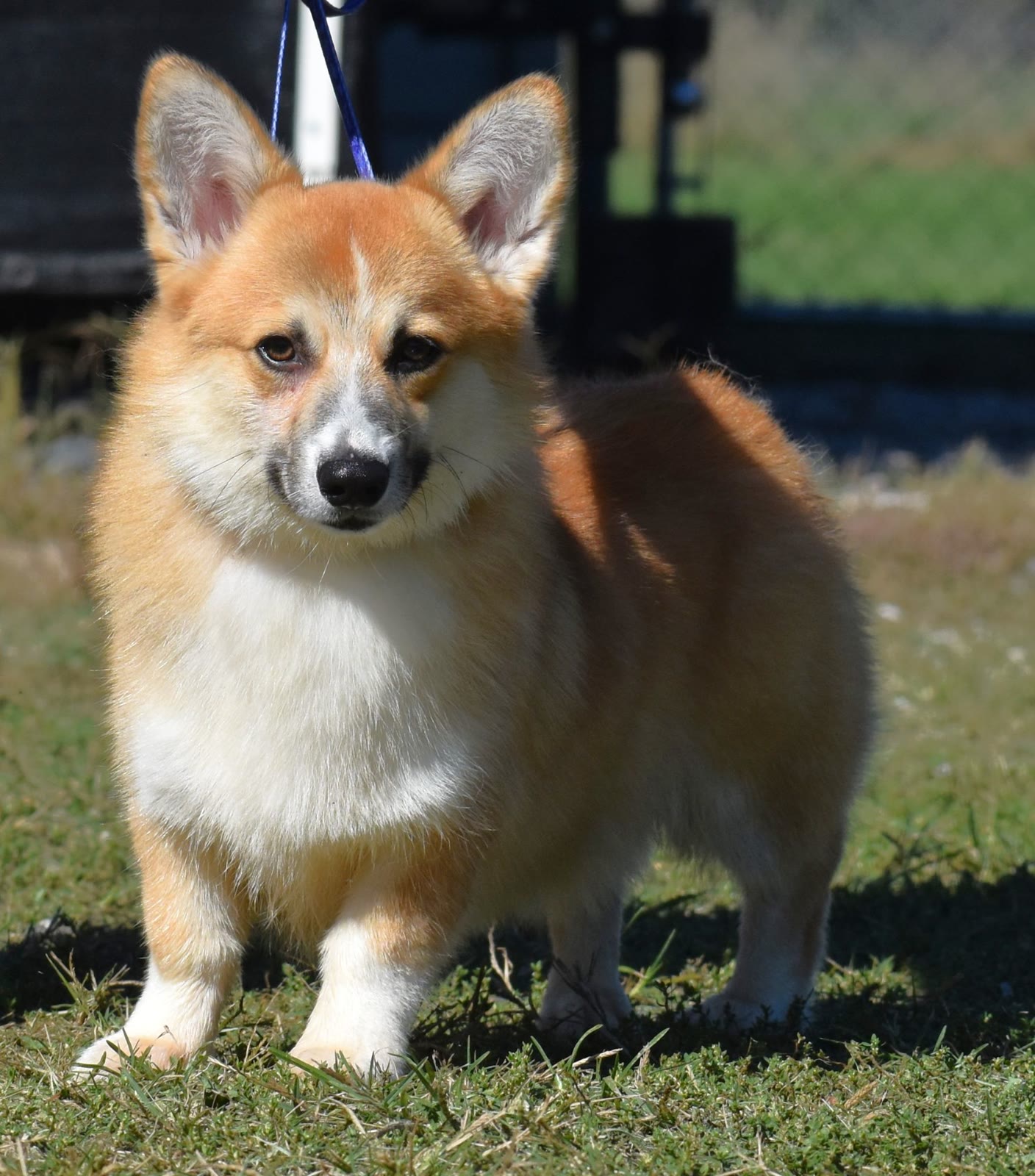 Ace, corgi for sale at F&M Corgis
