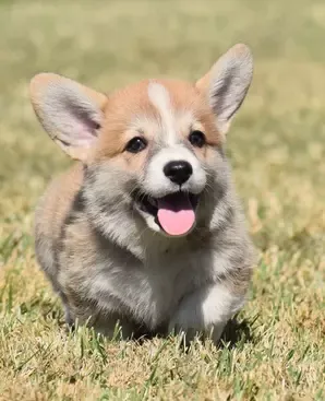 Pembroke Welsh Corgi puppies for sale in Kansas